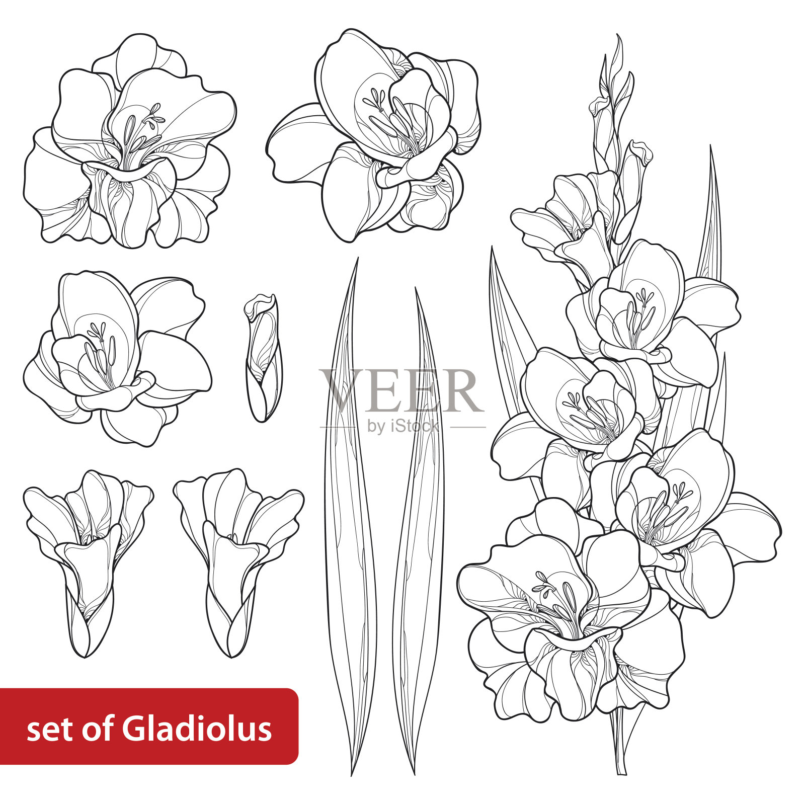 向量集剑兰花，束，芽和叶孤立在白色。插画图片素材