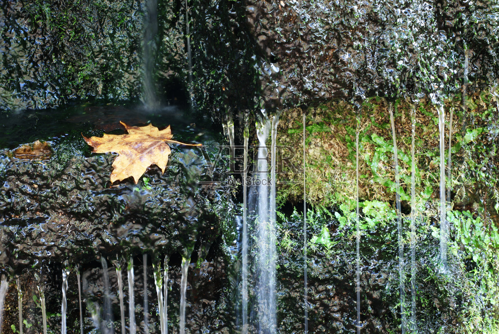 苔藓岩石和金叶照片摄影图片