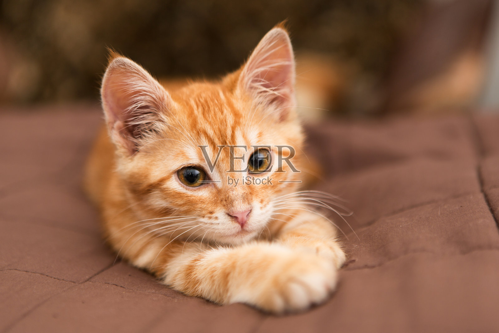 橙色的小猫咪躺在床上照片摄影图片