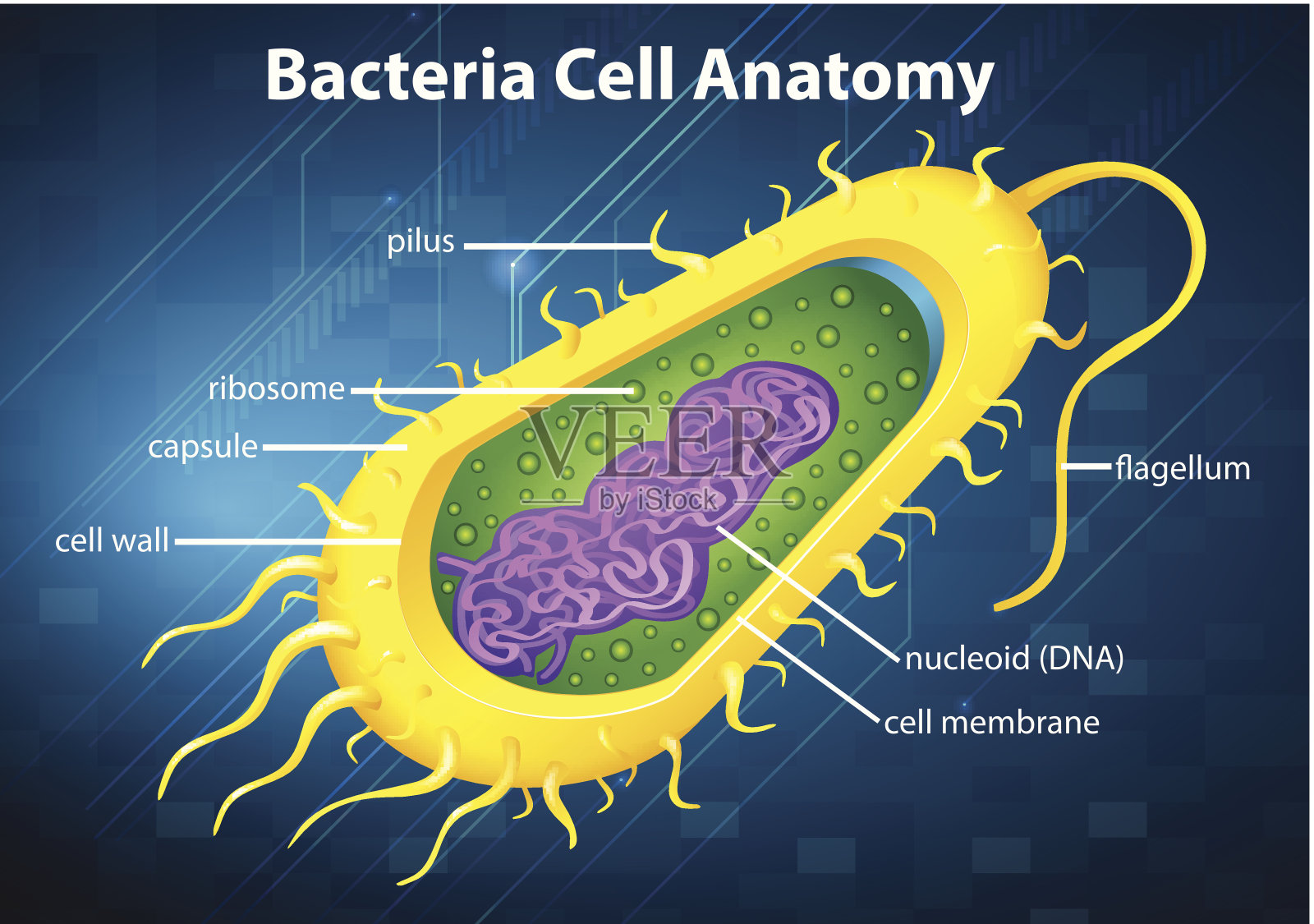 细菌细胞结构插画图片素材