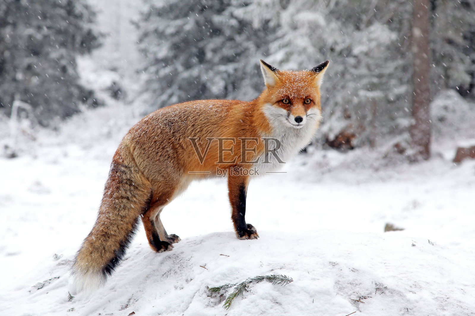 斯洛伐克高地塔特拉斯森林里的狐狸照片摄影图片