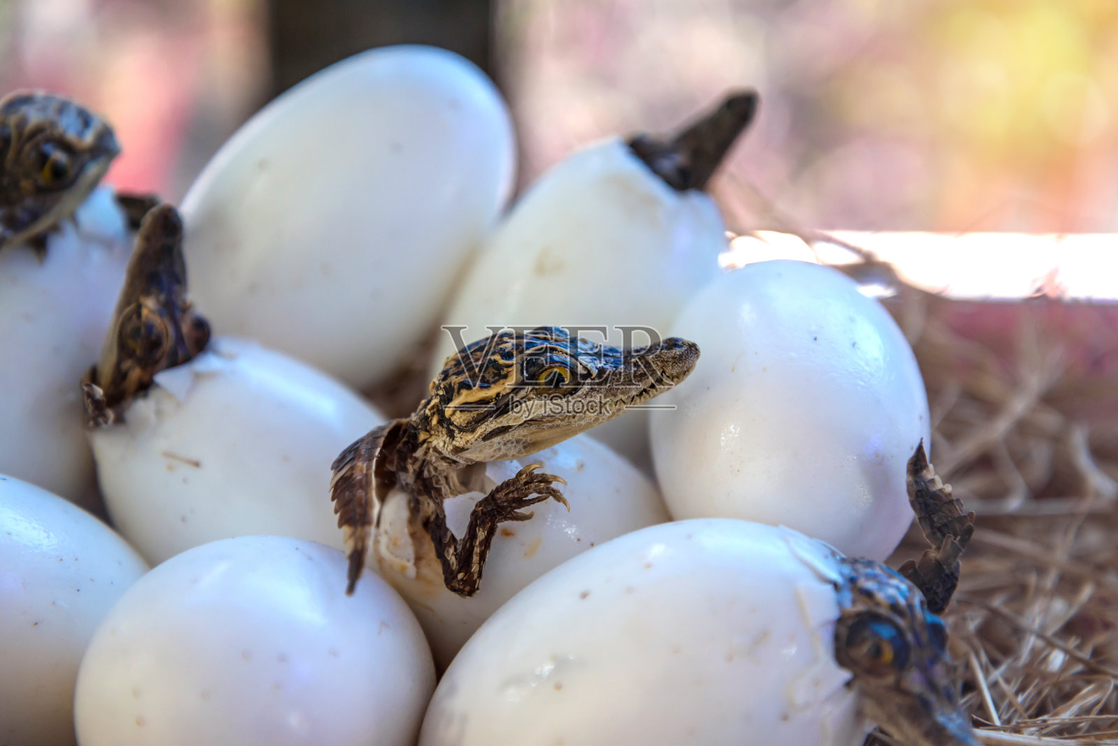 小鳄鱼宝宝从蛋中孵化出来照片摄影图片