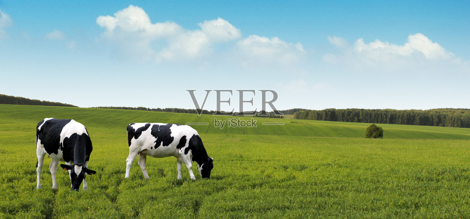 奶牛在夏天的农场里吃草。照片摄影图片