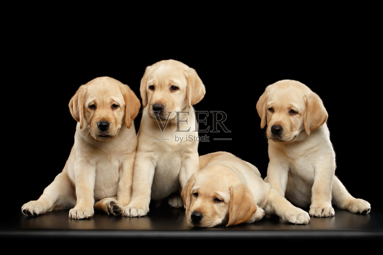 金色拉布拉多猎犬幼犬孤立在黑色背景照片摄影图片