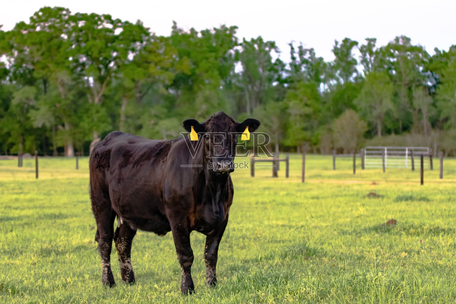 黑色安格斯牛在春天的牧场照片摄影图片