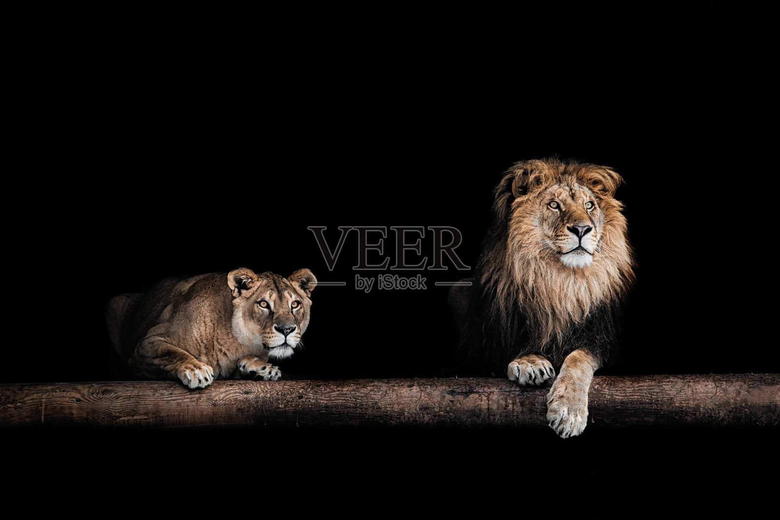 狮子和母狮，美丽的狮子肖像，黑暗中的狮子照片摄影图片