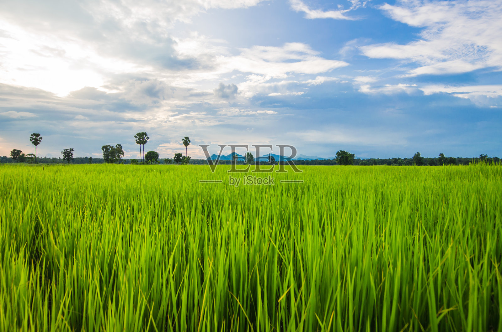 泰国，农民和天空的稻田照片摄影图片