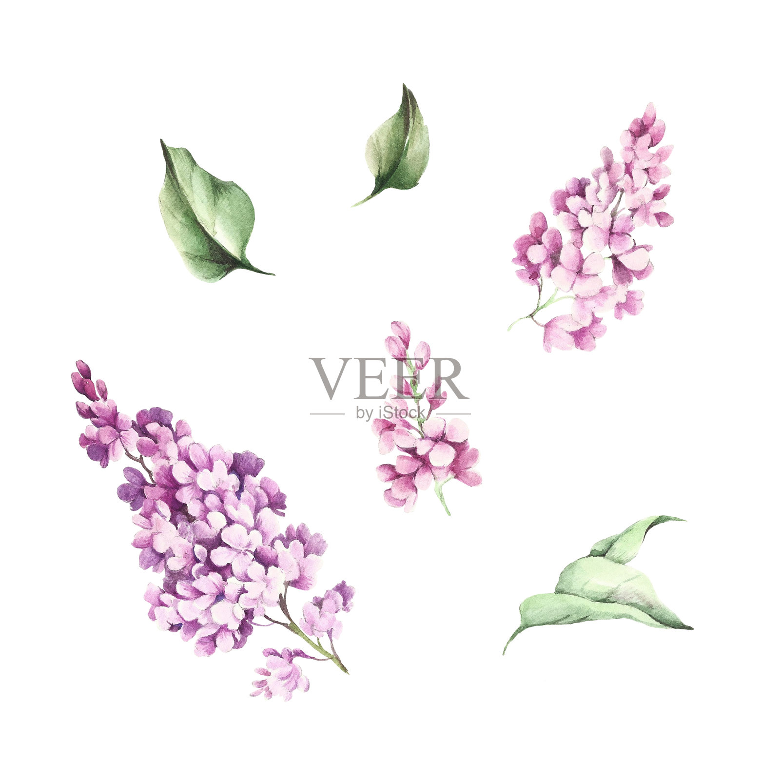 紫丁香花和叶子的图案。水彩插图。插画图片素材