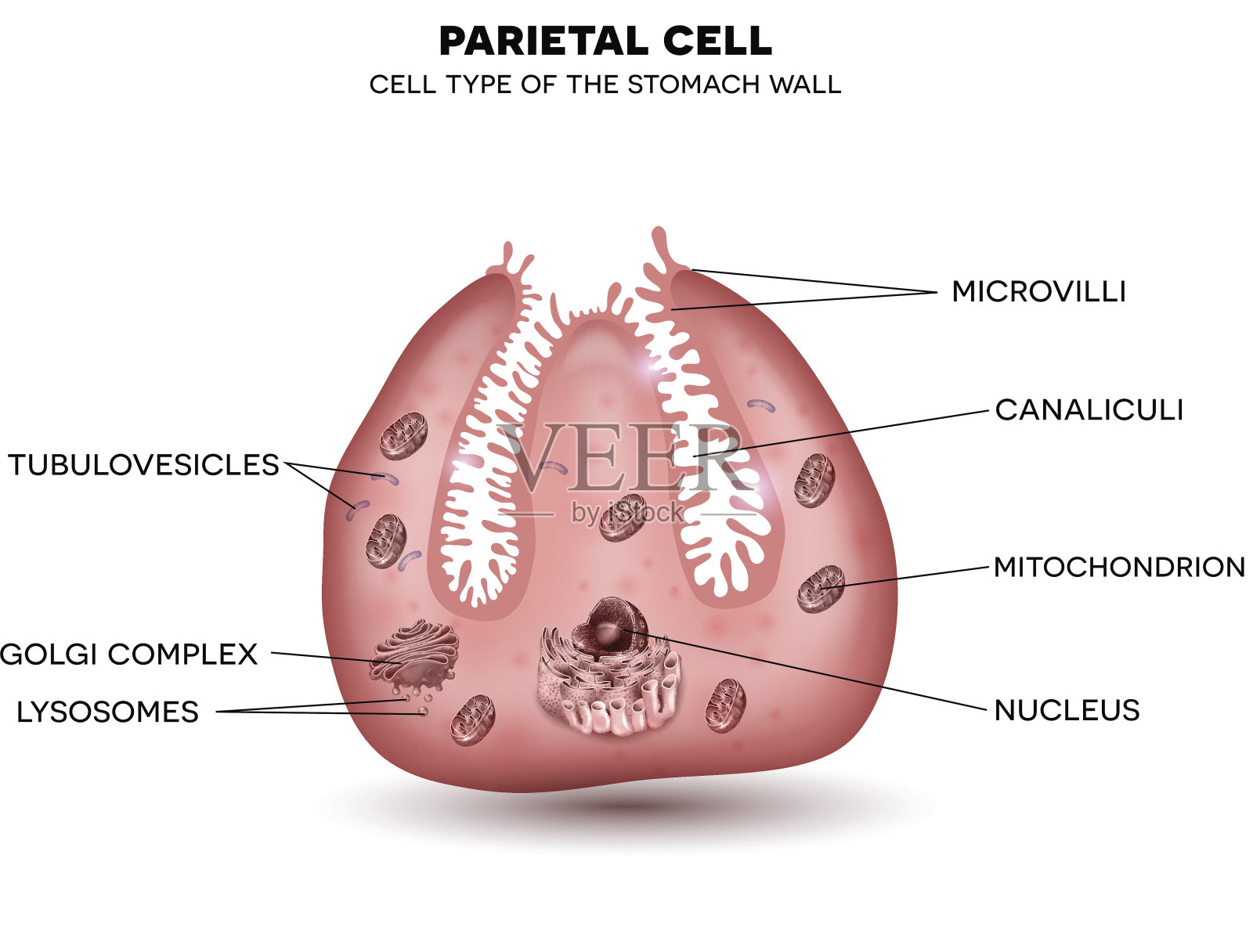 胃壁壁细胞插画图片素材