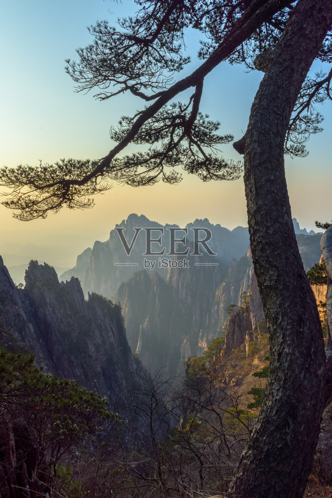 黄山风光。黄山的松树。位于中国东部安徽省。它是联合国教科文组织世界遗产，也是中国主要的旅游目的地之一。照片摄影图片