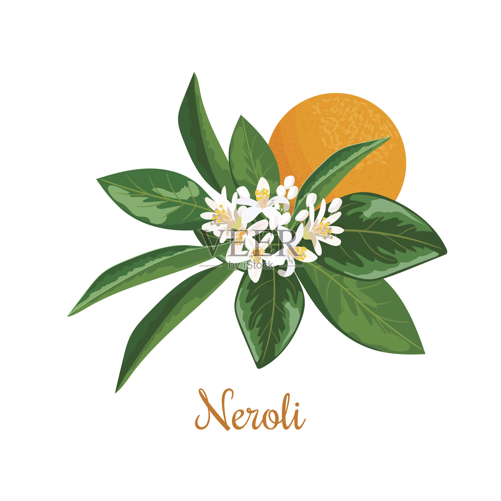 橙花油。苦橙树，细枝，花，果插画图片素材