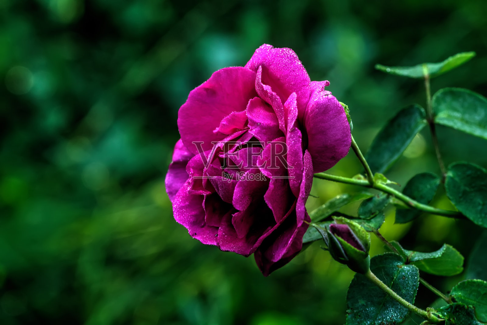 玫瑰花朵。花园的花。照片摄影图片