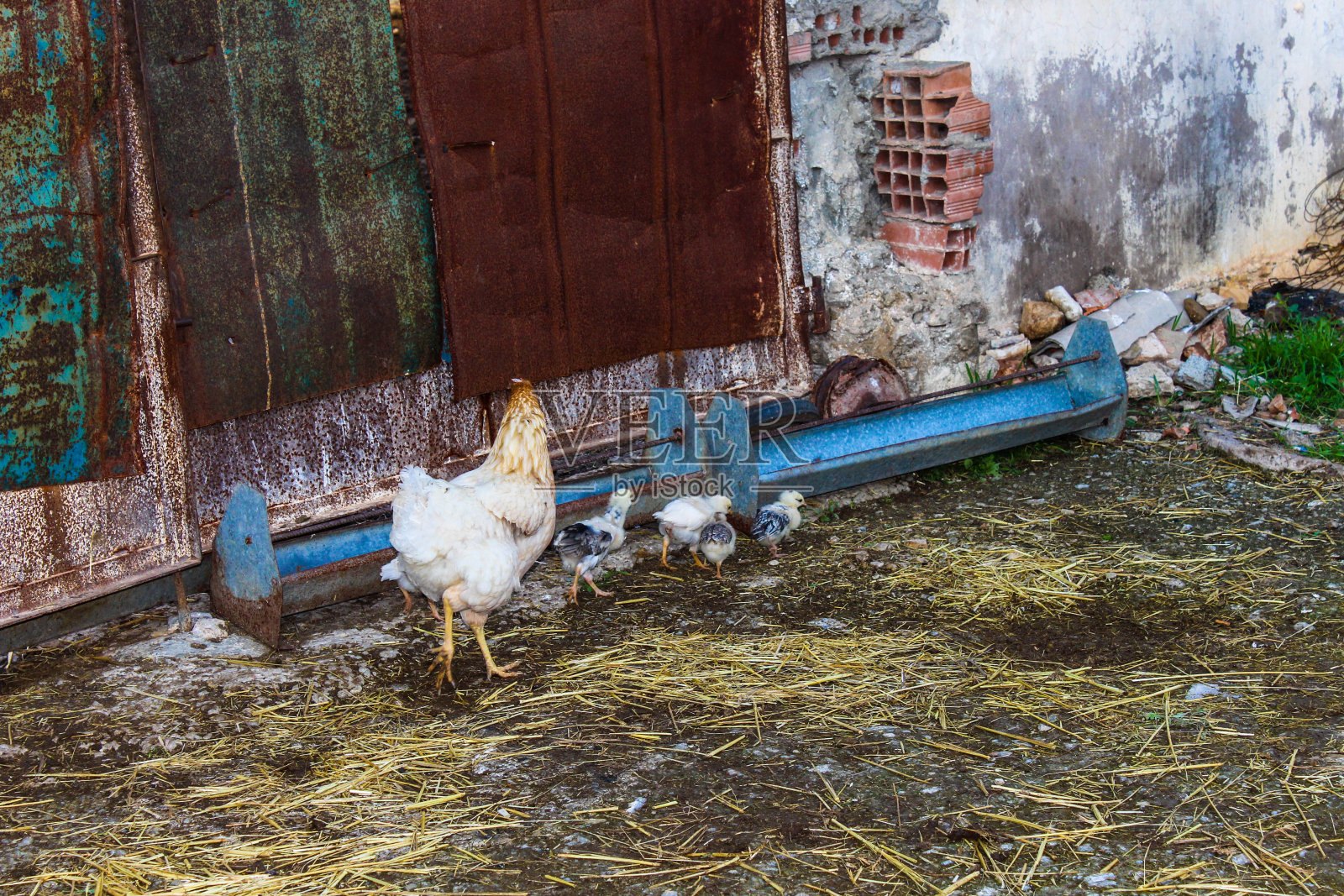 鸡肉和家禽照片摄影图片