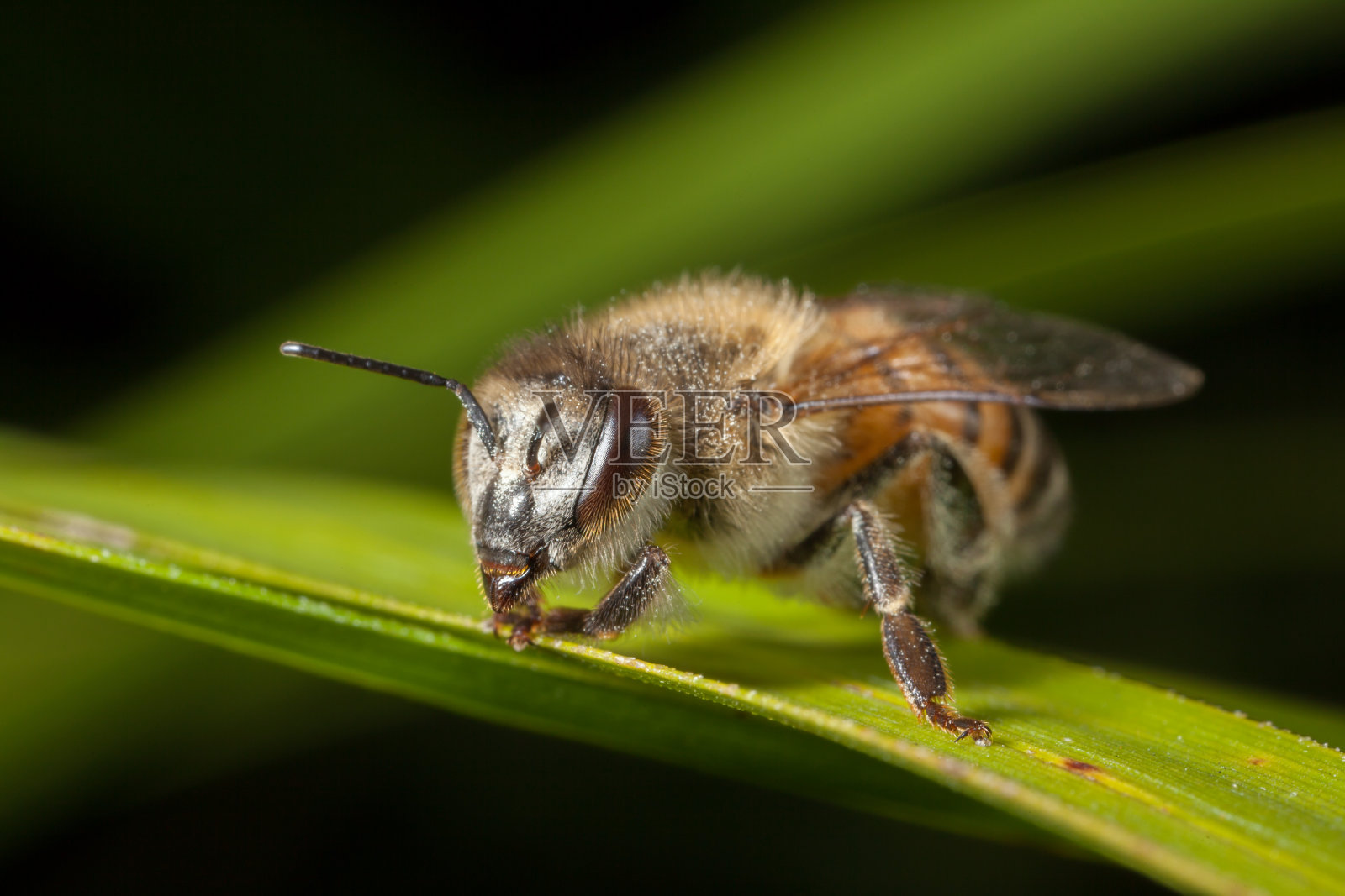 欧洲蜜蜂叶子上的西方蜜蜂照片摄影图片