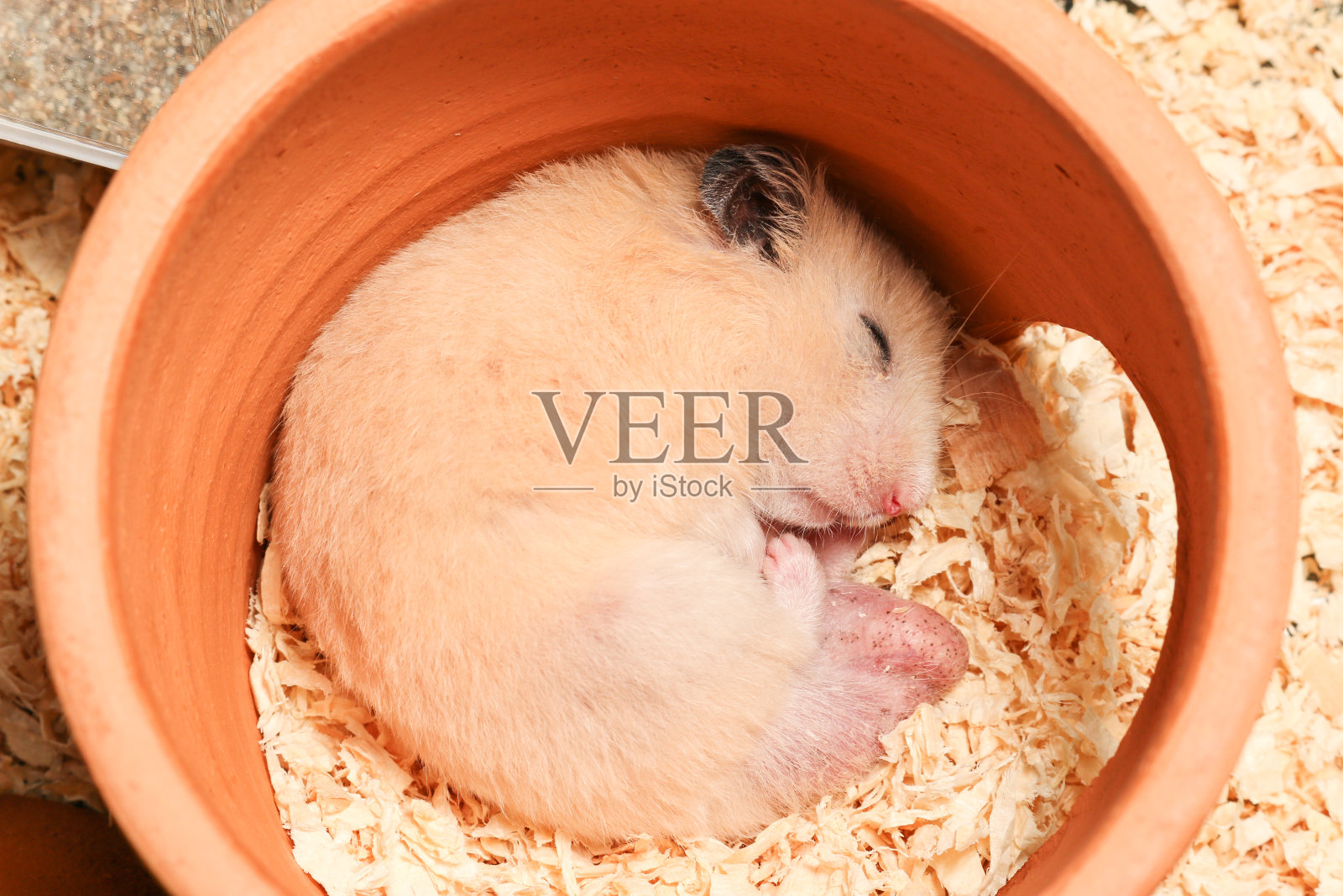 可爱的橙色叙利亚雄性仓鼠正在粘土房子里睡觉照片摄影图片