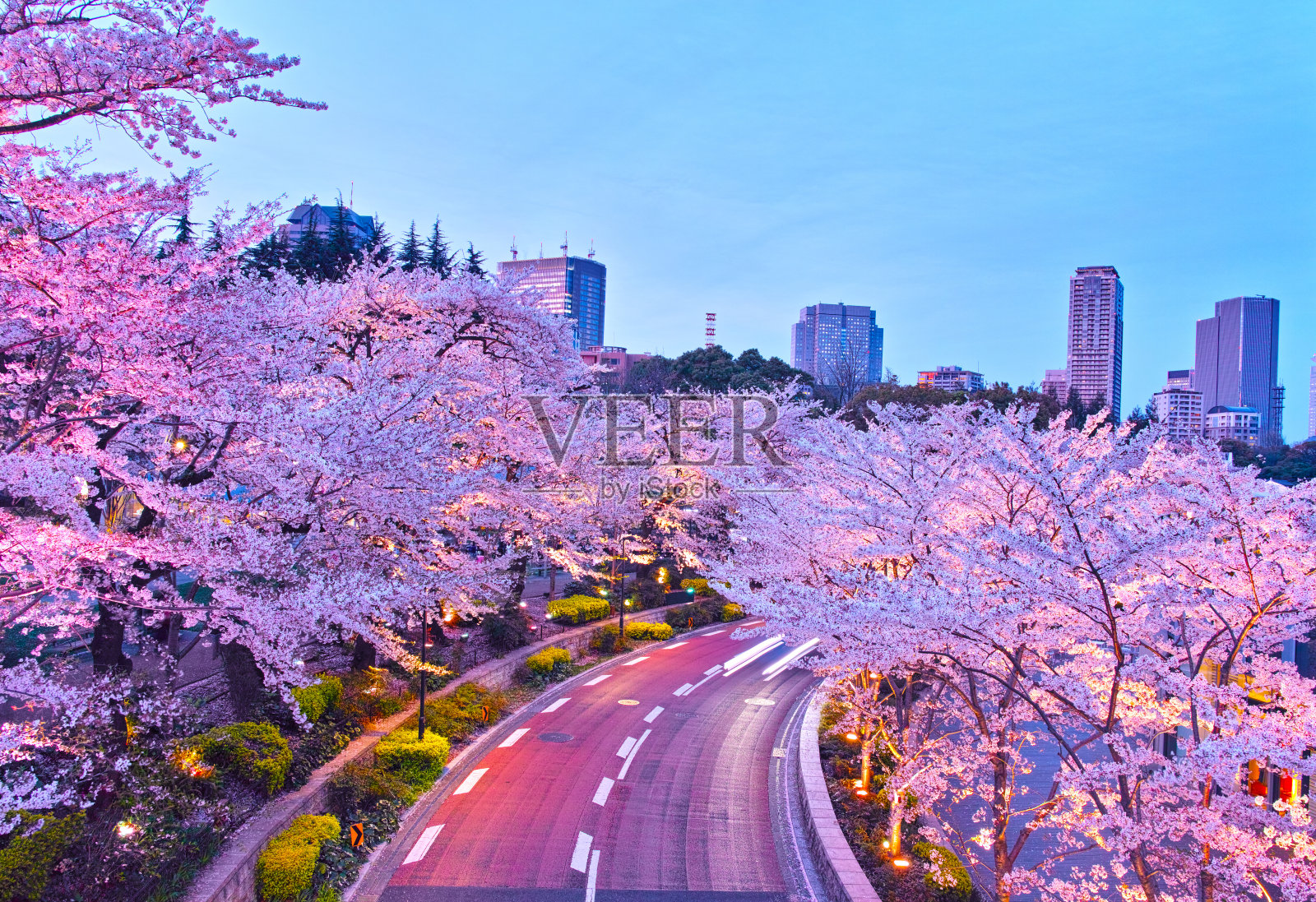 东京市中心的夜晚樱桃树照片摄影图片