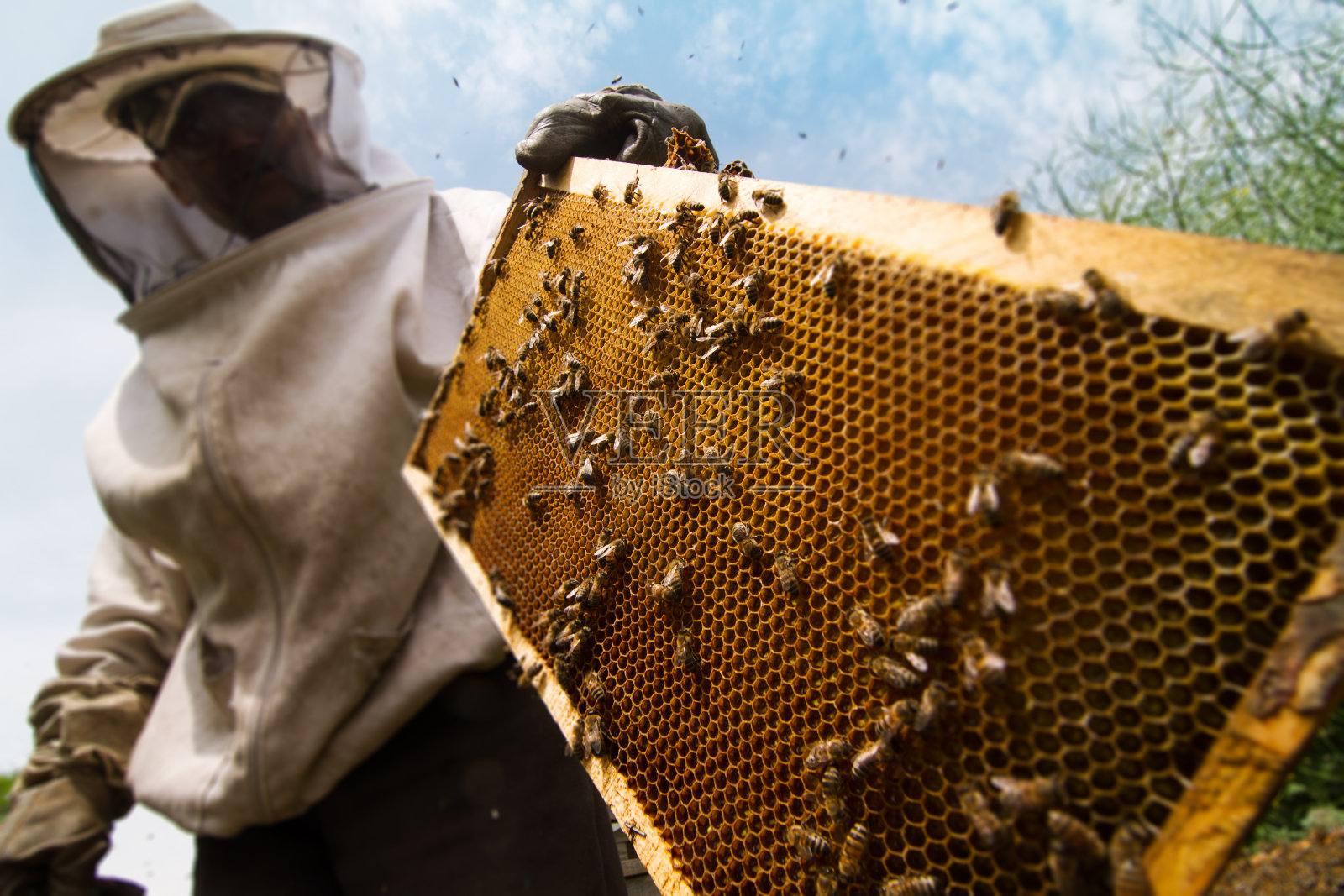 养蜂人在蜂巢工作照片摄影图片