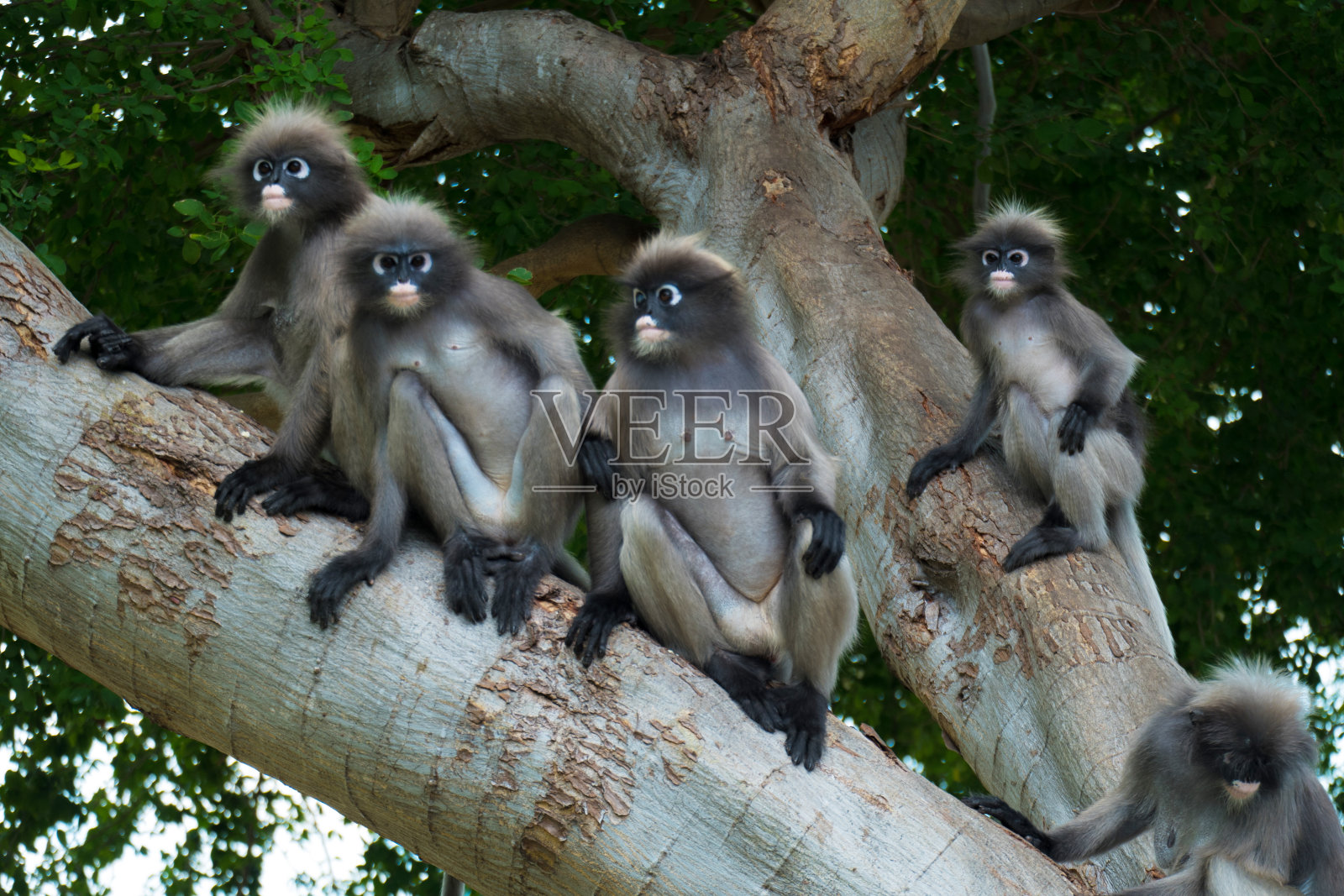 泰国巴楚阿普基里汗的暗叶猴，暗叶猴，眼镜叶猴照片摄影图片