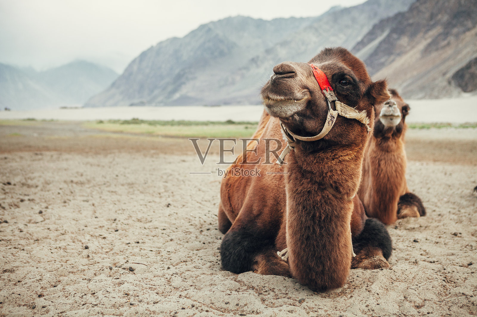努布拉谷的骆驼照片摄影图片