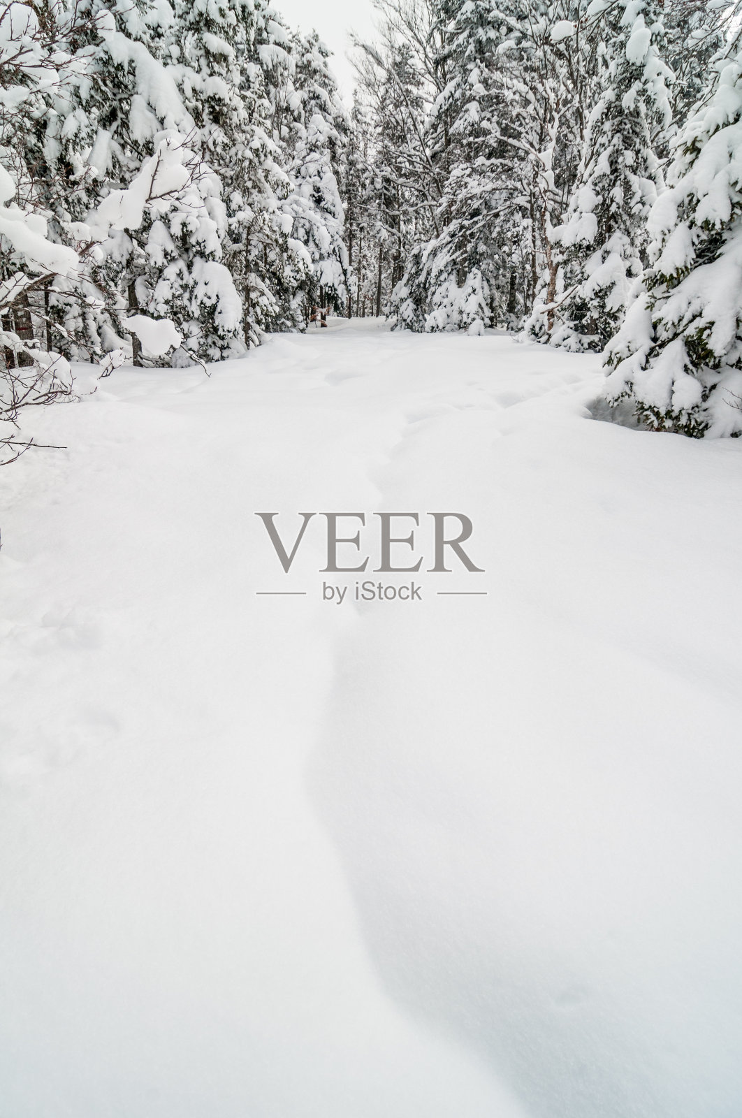 冬季景观与雪和树照片摄影图片