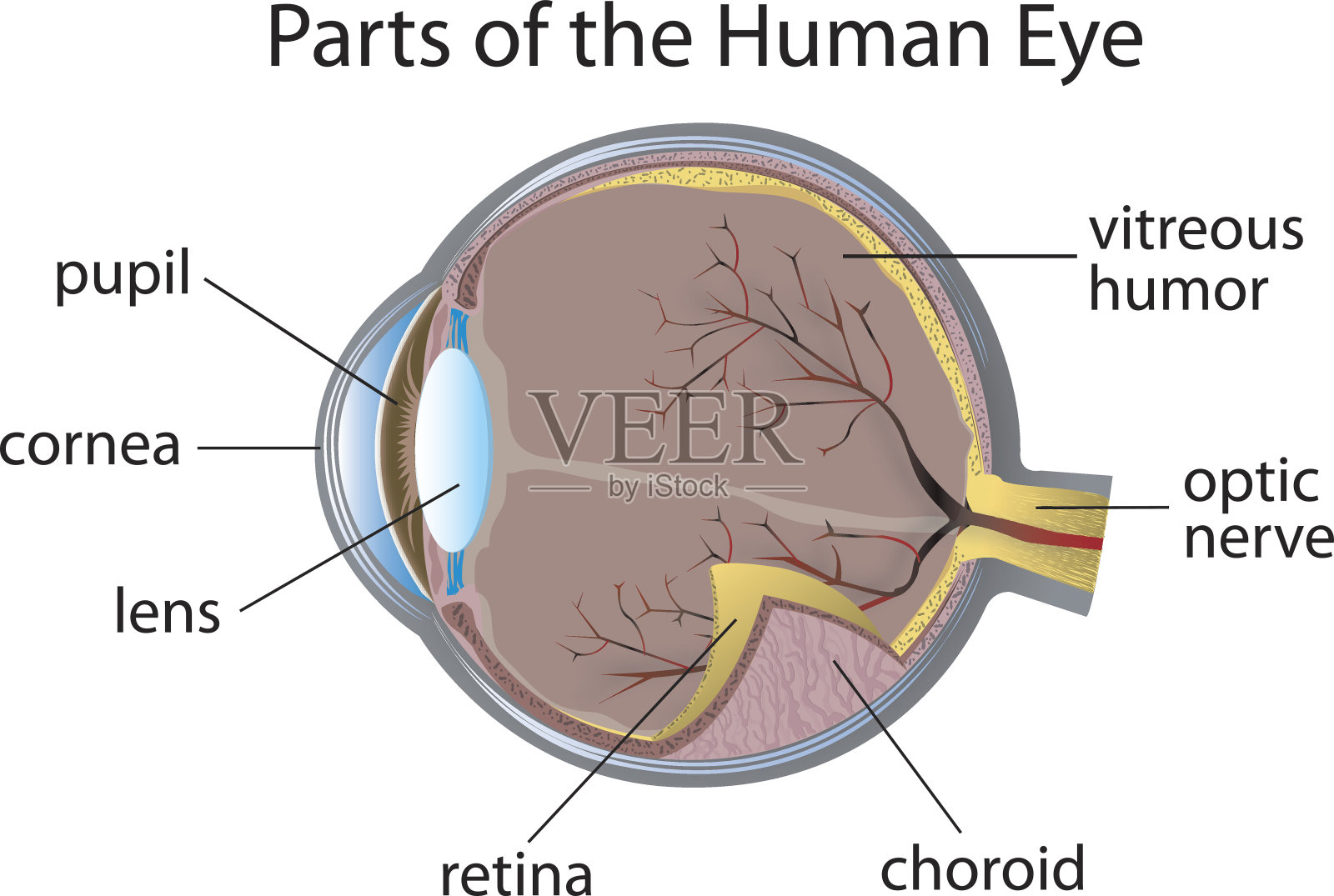 人的眼睛与部分标签的图表插画图片素材