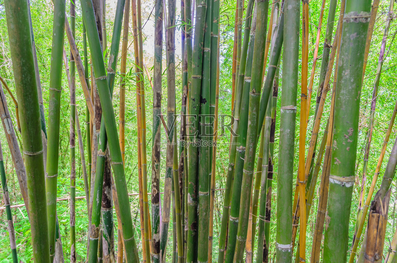 森林中的泰国竹子照片摄影图片