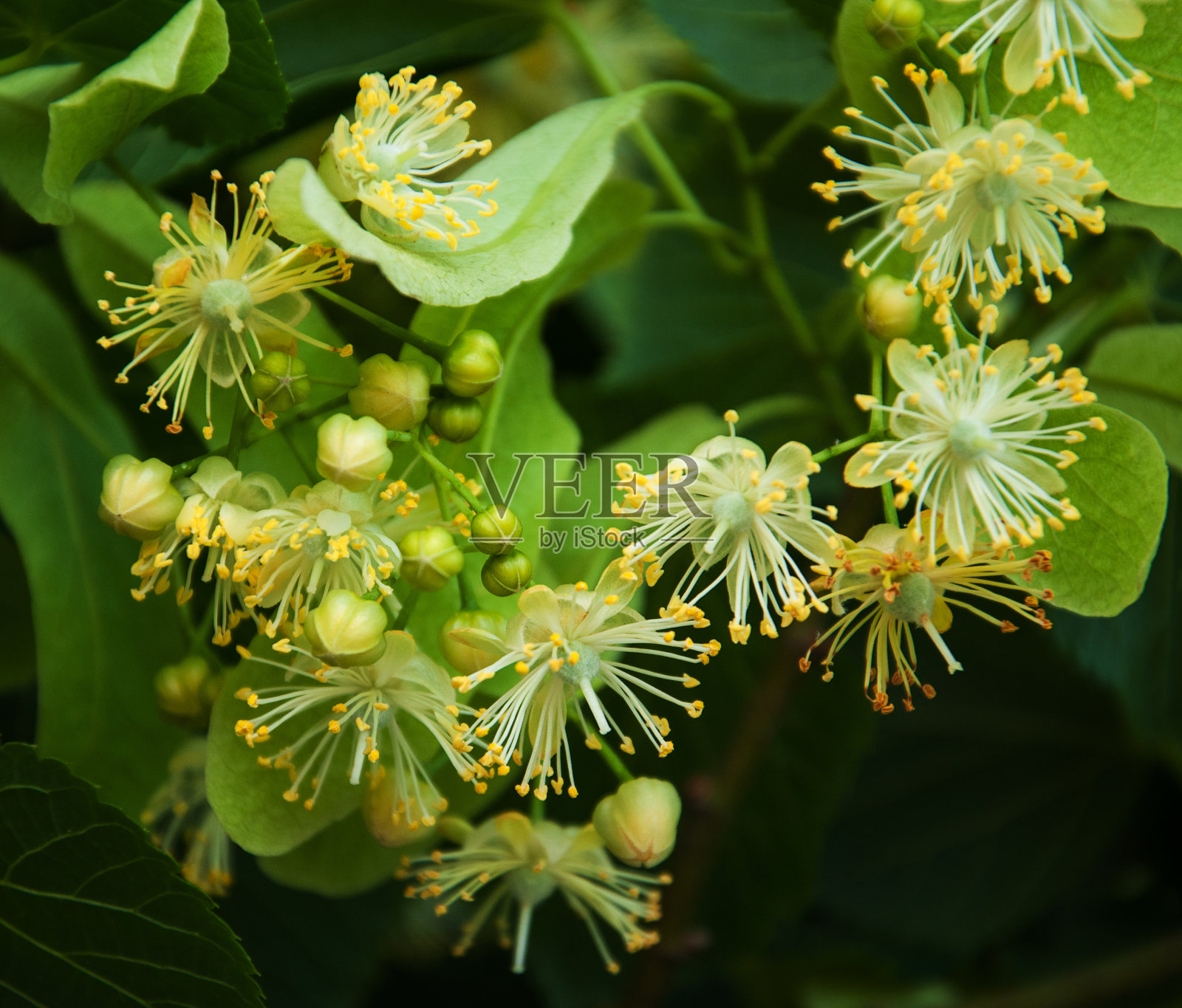 新鲜的椴树花上的树-自然的背景照片摄影图片