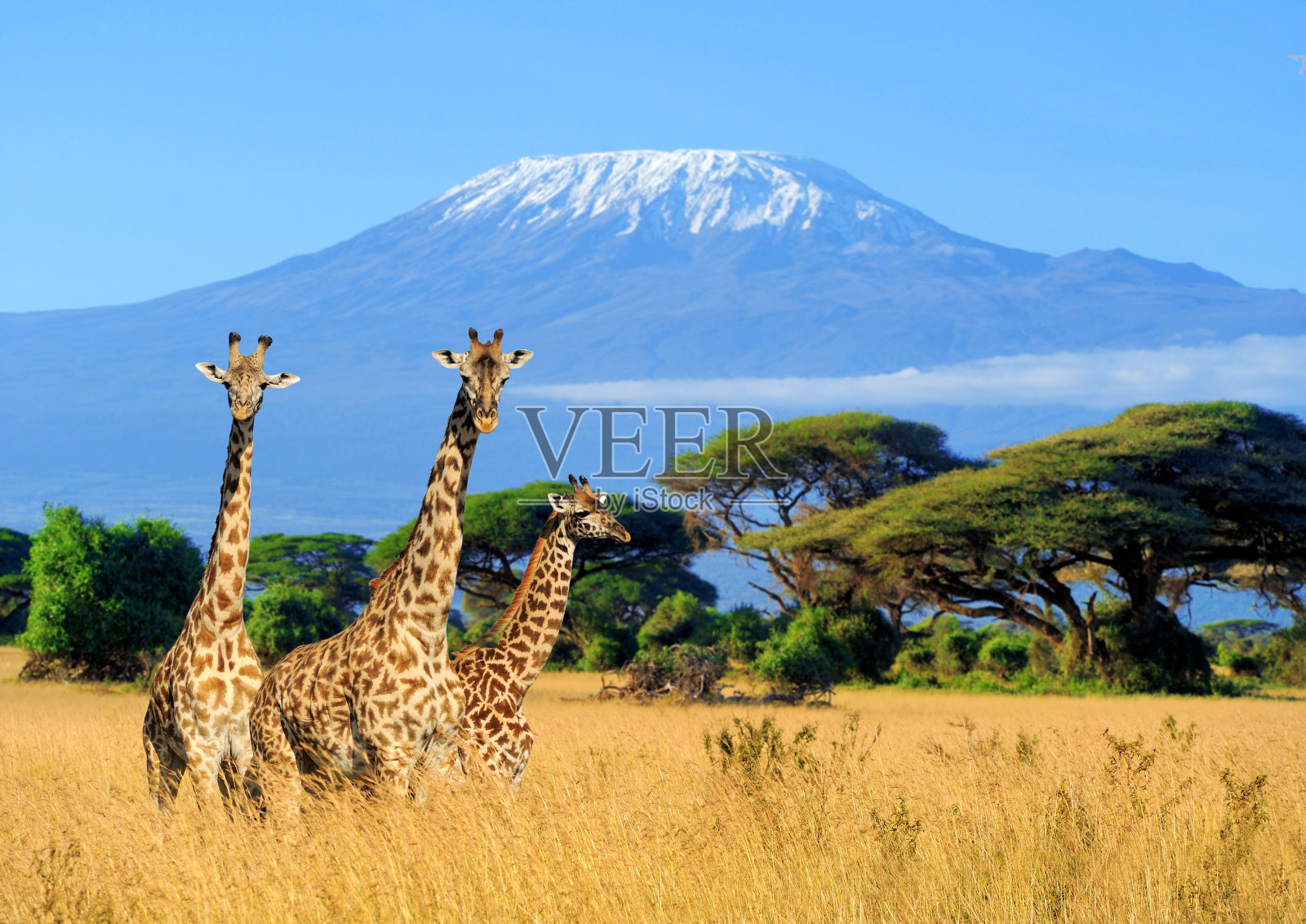 肯尼亚国家公园里的三只长颈鹿照片摄影图片