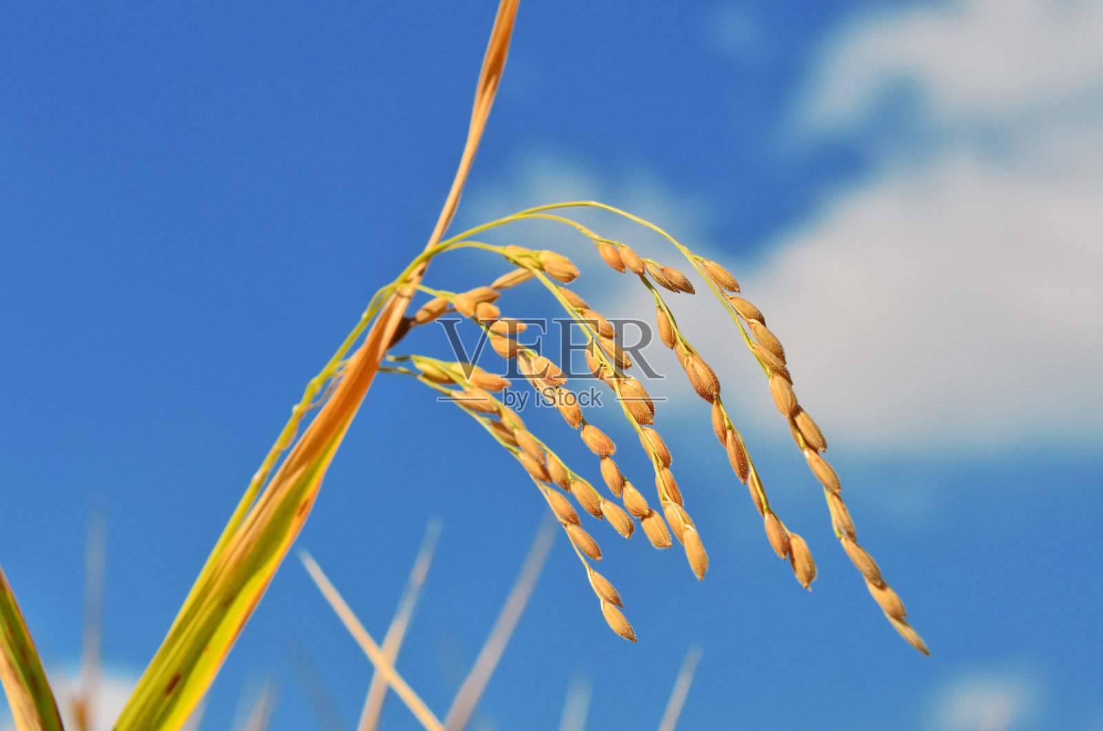 金色的稻田，蔚蓝的天空照片摄影图片