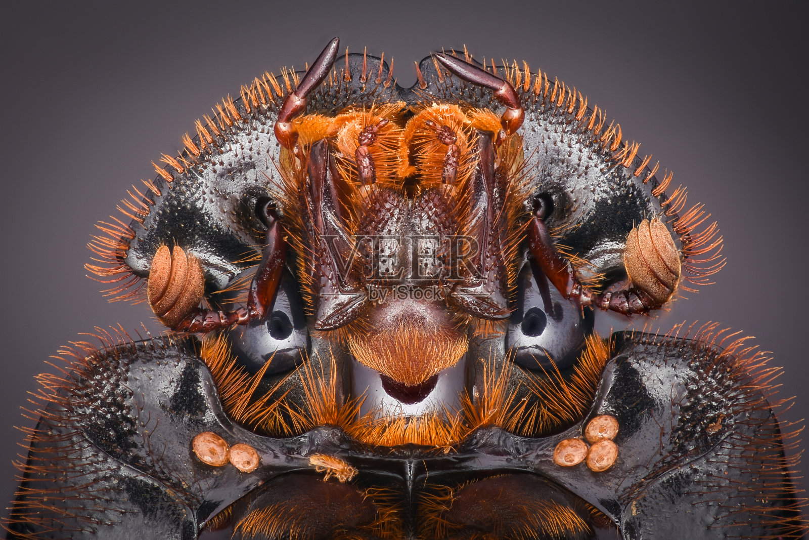 极端放大 - 粪甲虫，Copris lunaris照片摄影图片