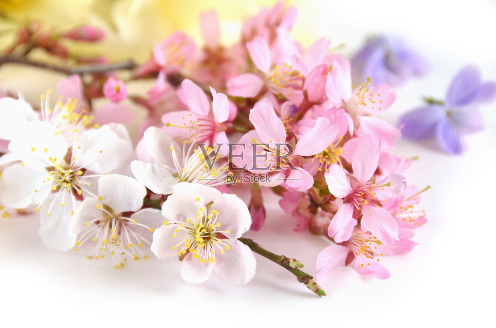 樱花和春天的花照片摄影图片
