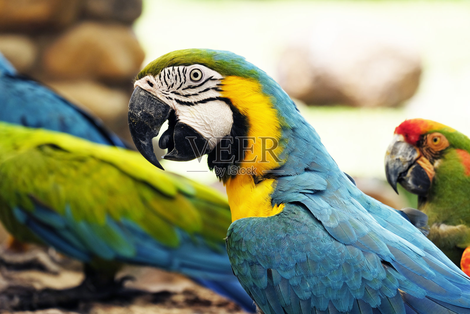 蓝色和金色金刚鹦鹉的肖像照片摄影图片