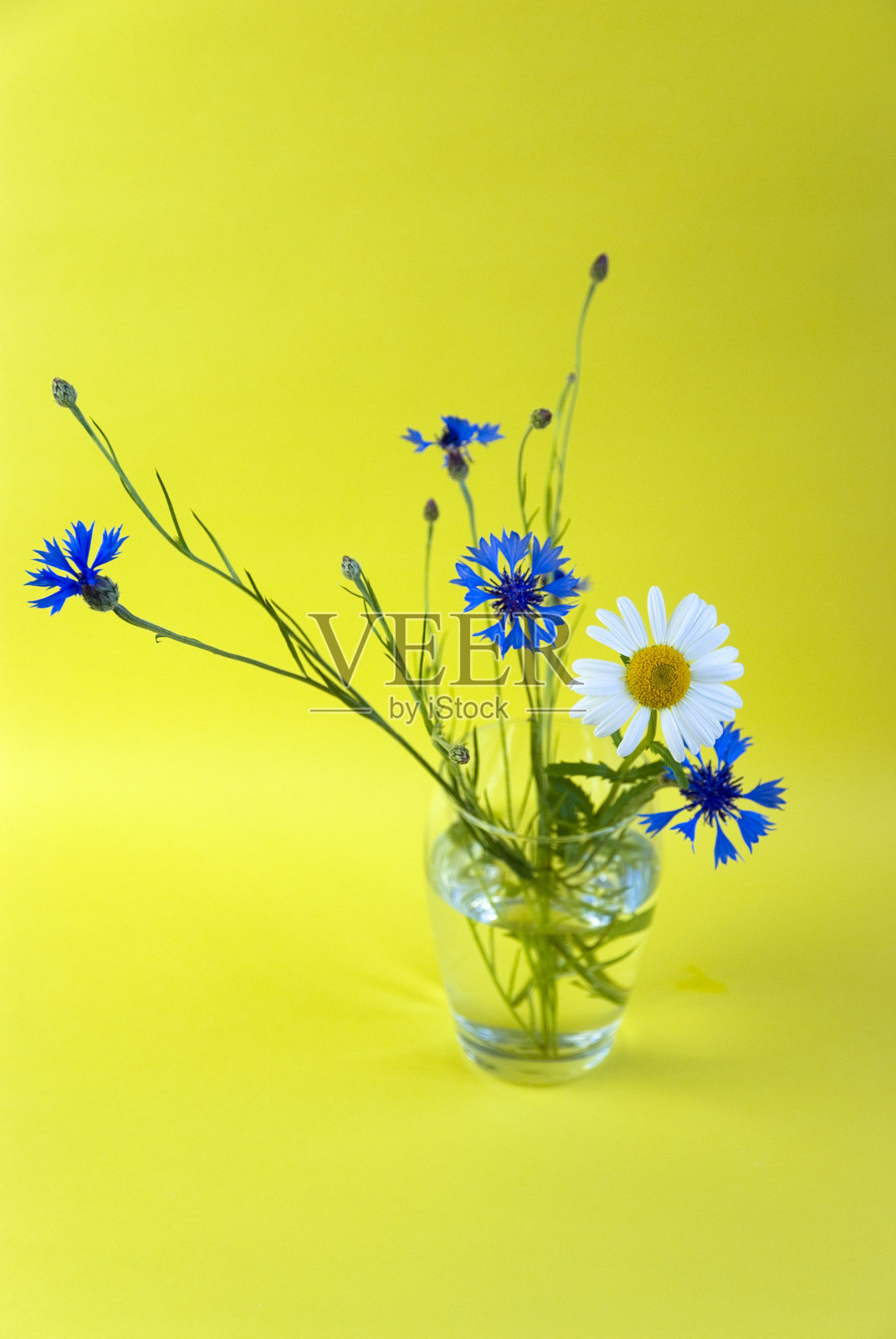黄色背景上的雏菊和矢车菊照片摄影图片