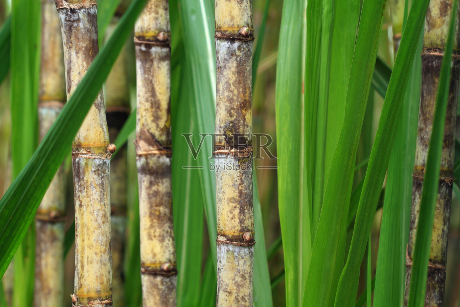 近距离观察甘蔗植株照片摄影图片
