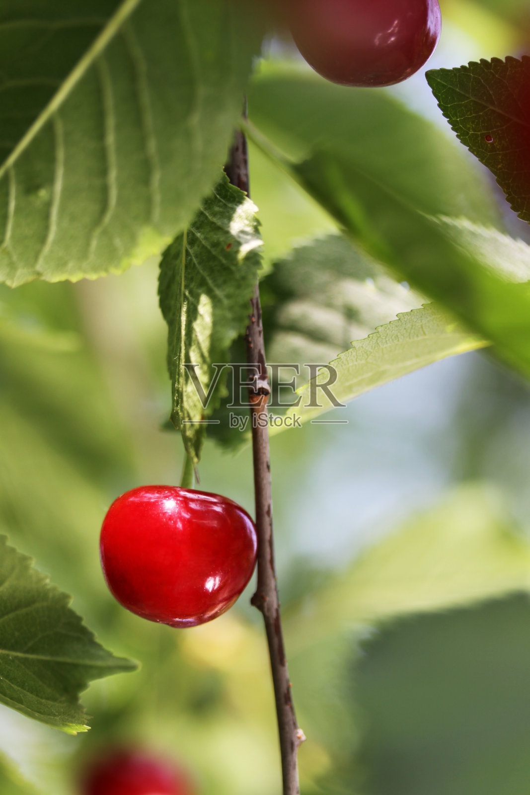 树上的红樱桃照片摄影图片