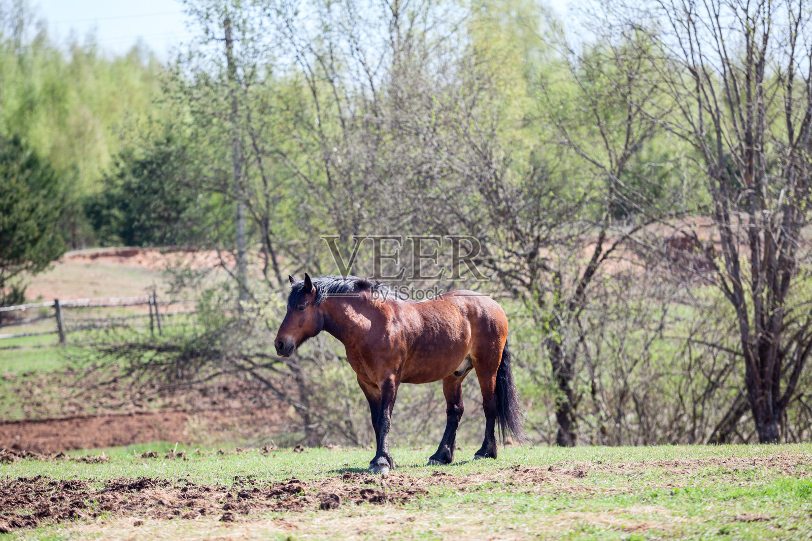 一匹棕色的马站在草地上照片摄影图片