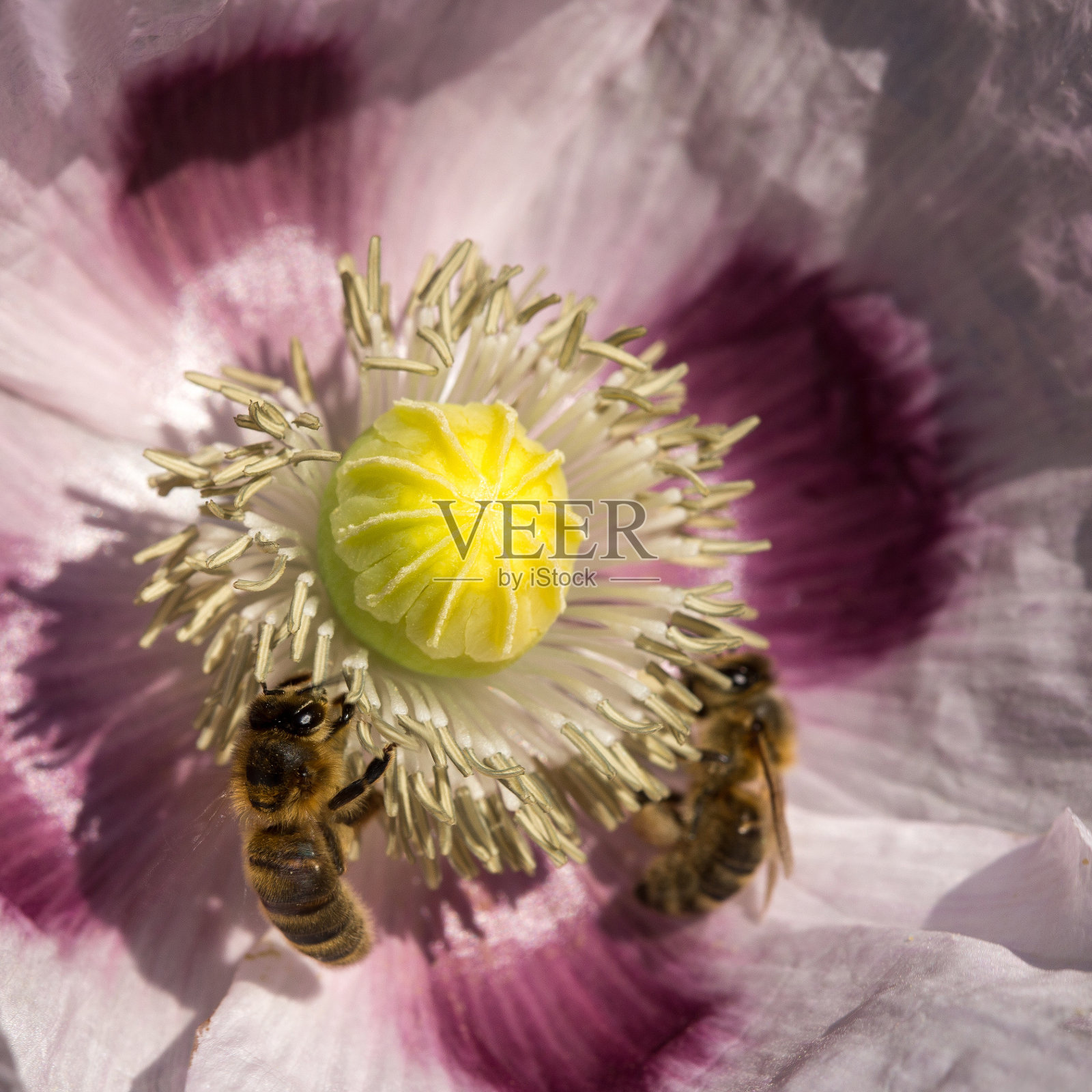 蜜蜂在罂粟花上照片摄影图片
