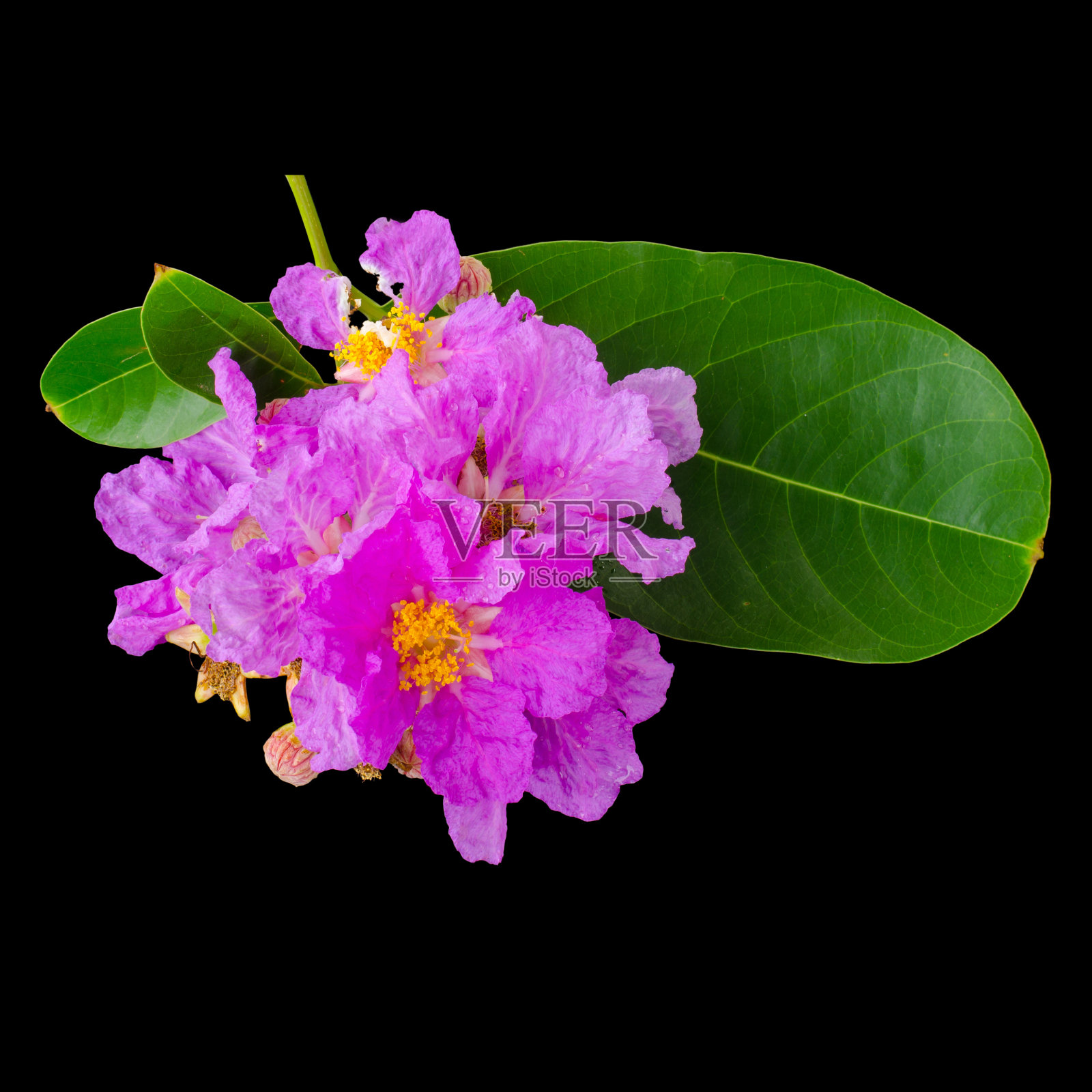 紫色花(大叶紫花)孤立在黑色背景上照片摄影图片