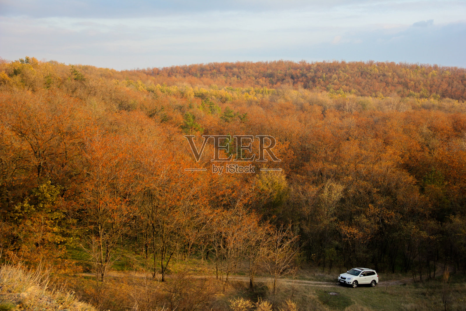 森林小径上的白色汽车。金色的秋天。照片摄影图片