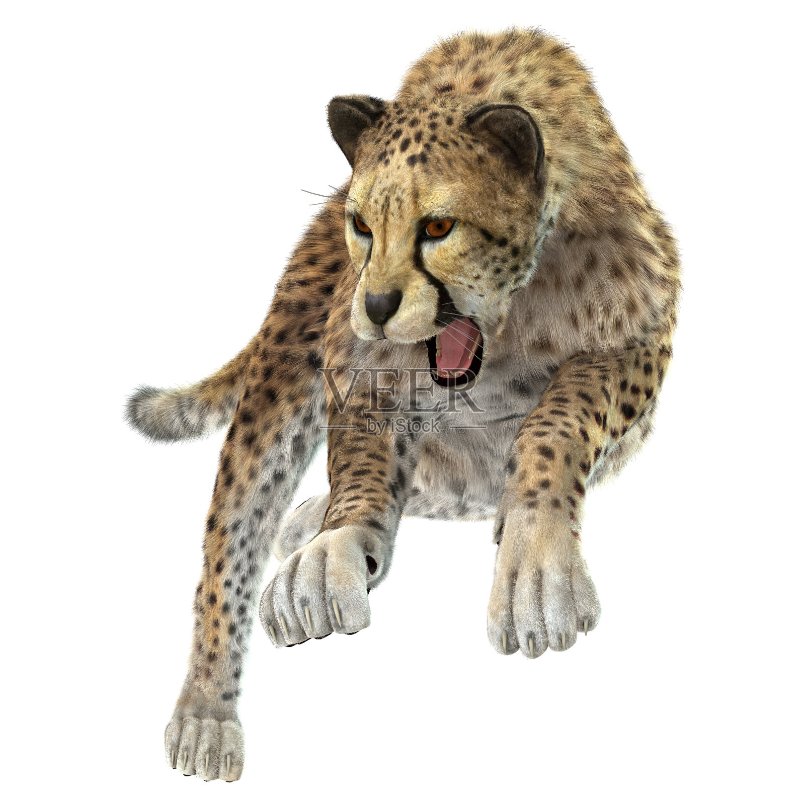 3D渲染大猫猎豹在白色照片摄影图片