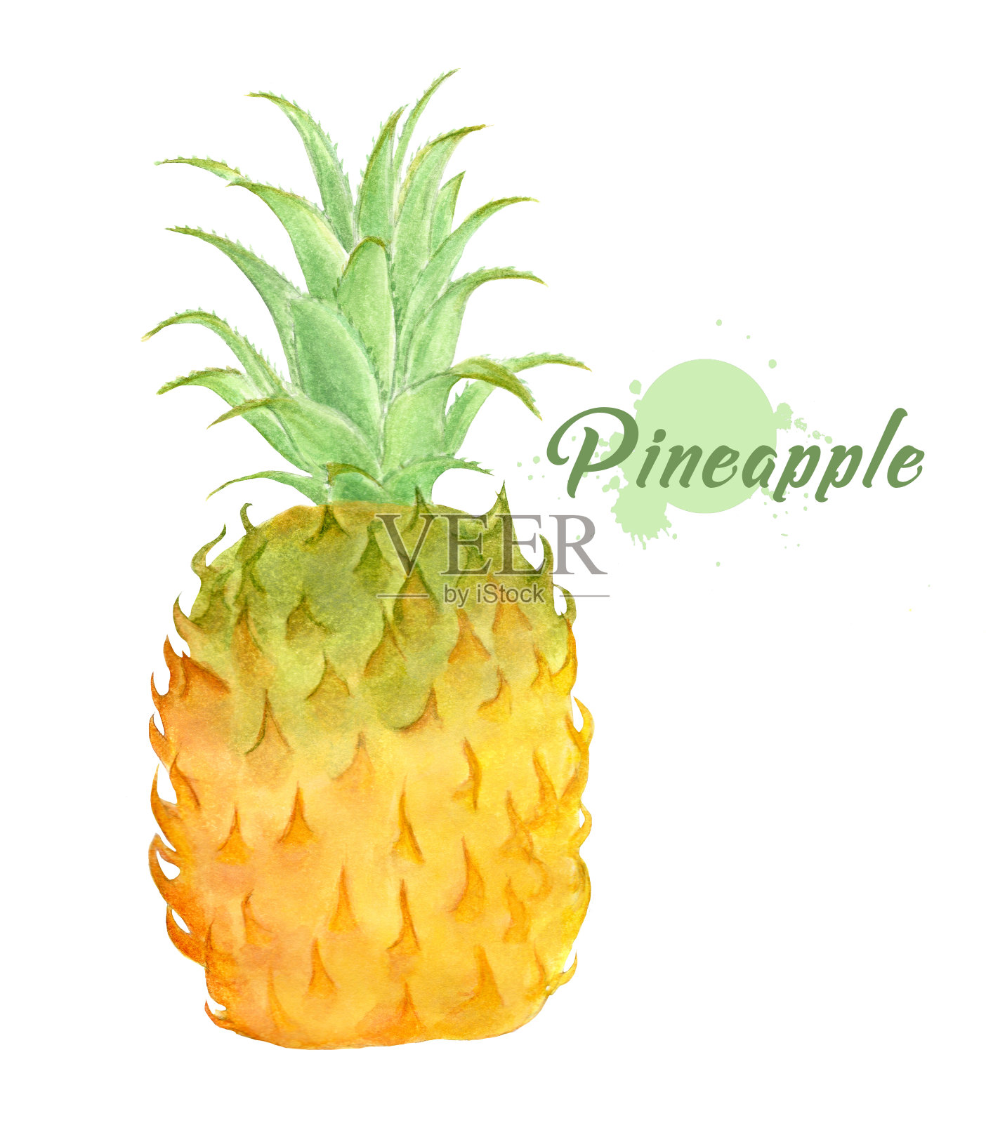 水彩新鲜的菠萝。插画图片素材