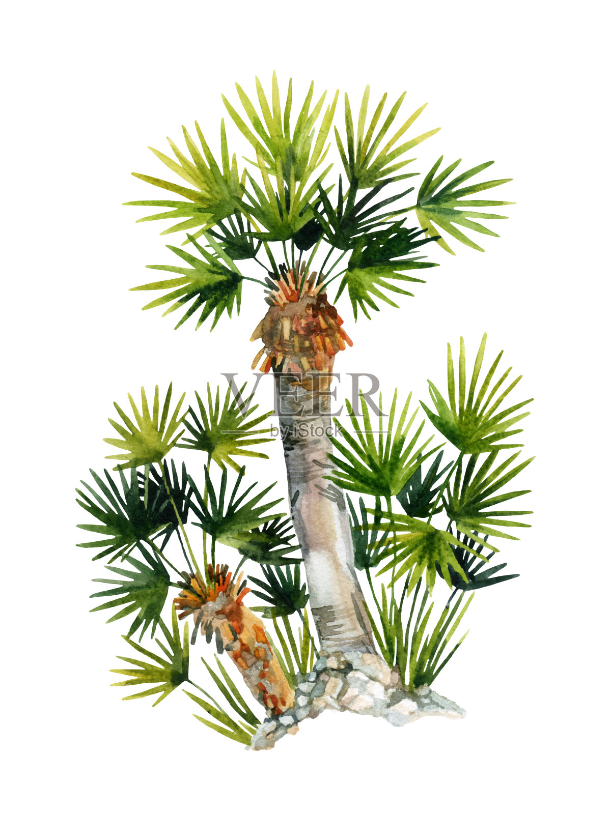 水彩自然扇棕榈树孤立在白色的背景设计元素图片
