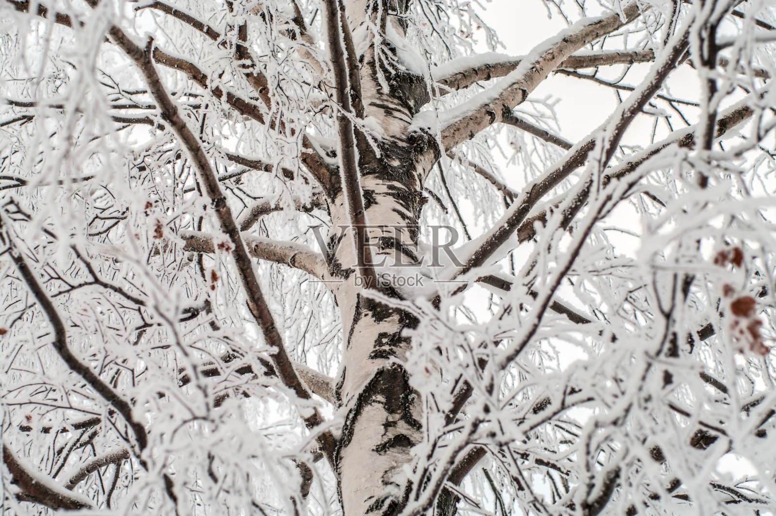 白桦在寒冷的冬天早时就被冰覆盖和茎干照片摄影图片
