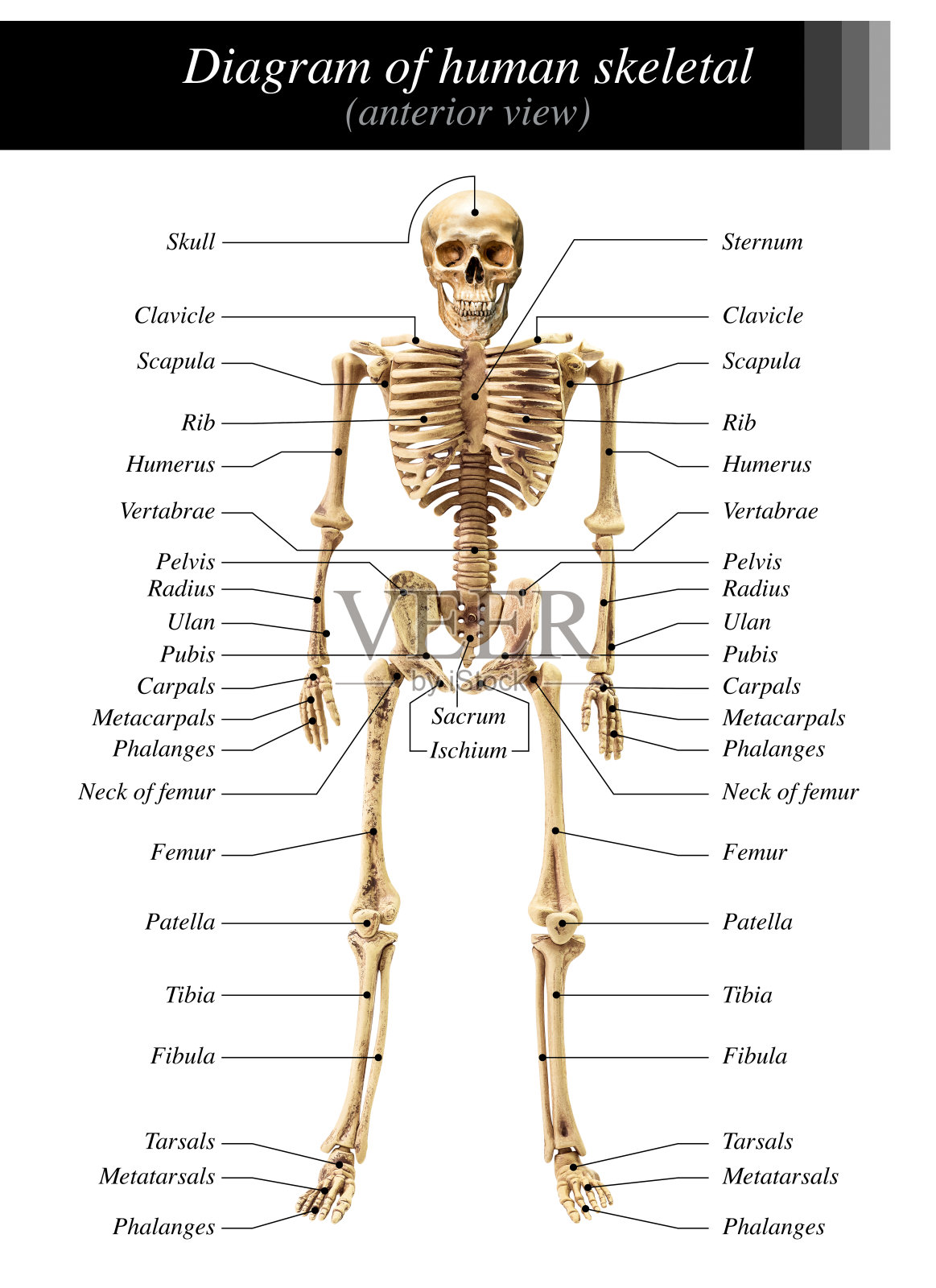 人类骨骼图照片摄影图片