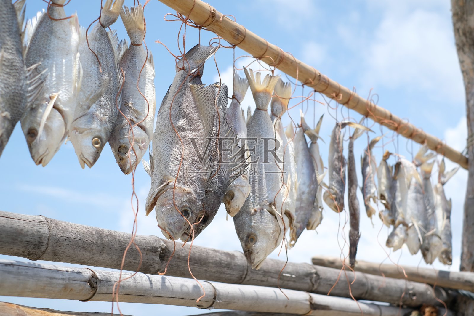 鱼挂在树枝上晾干-渔民生活方式-柔焦点照片摄影图片
