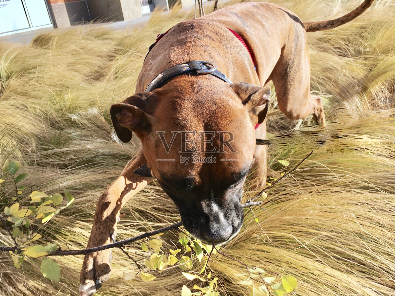 在草丛中奔跑的狗，抓着一根棍子照片摄影图片