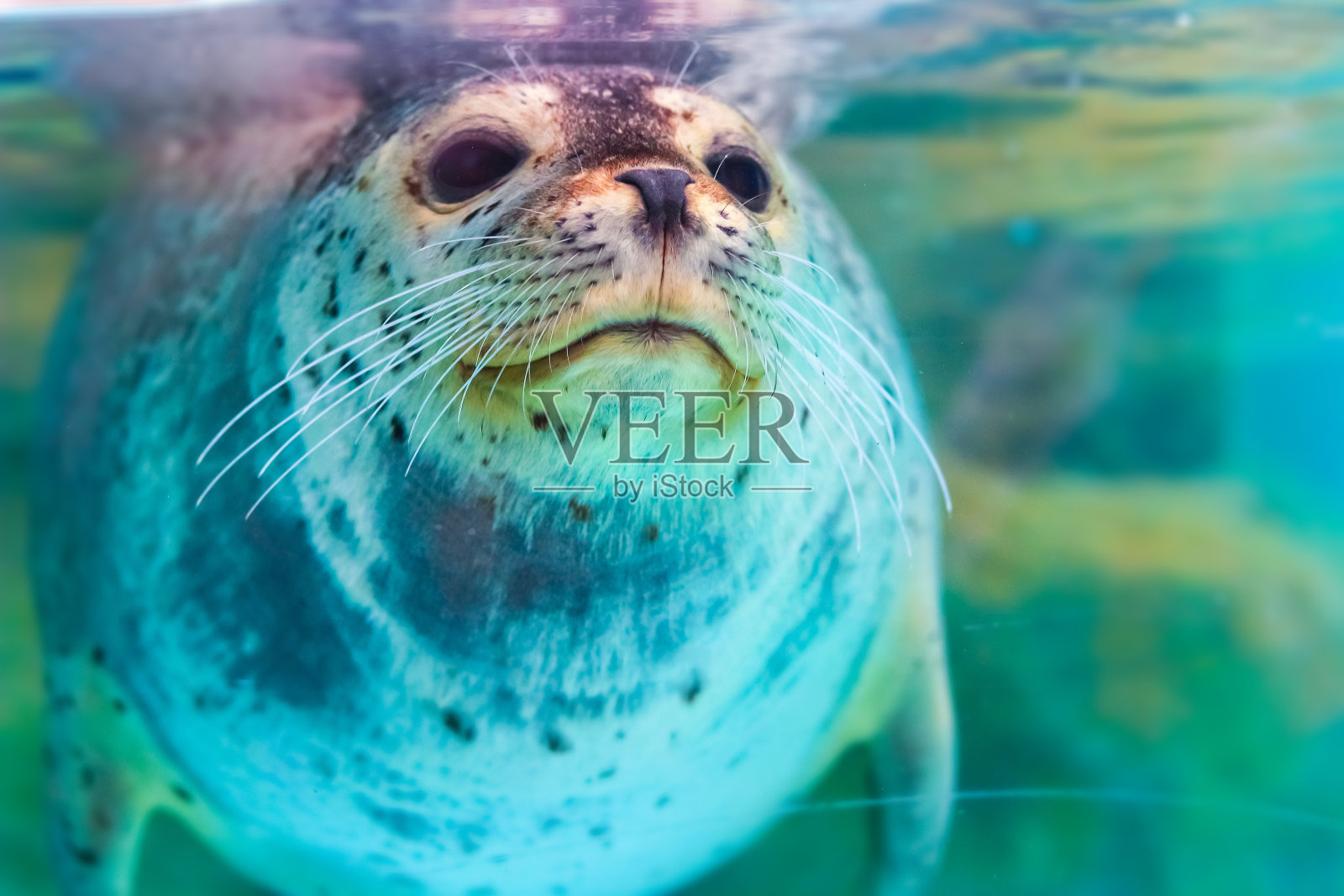 可爱的斑点海豹的肖像照片摄影图片