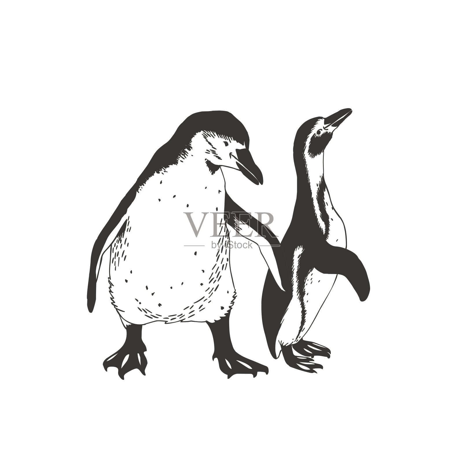 两只企鹅。矢量图设计元素图片