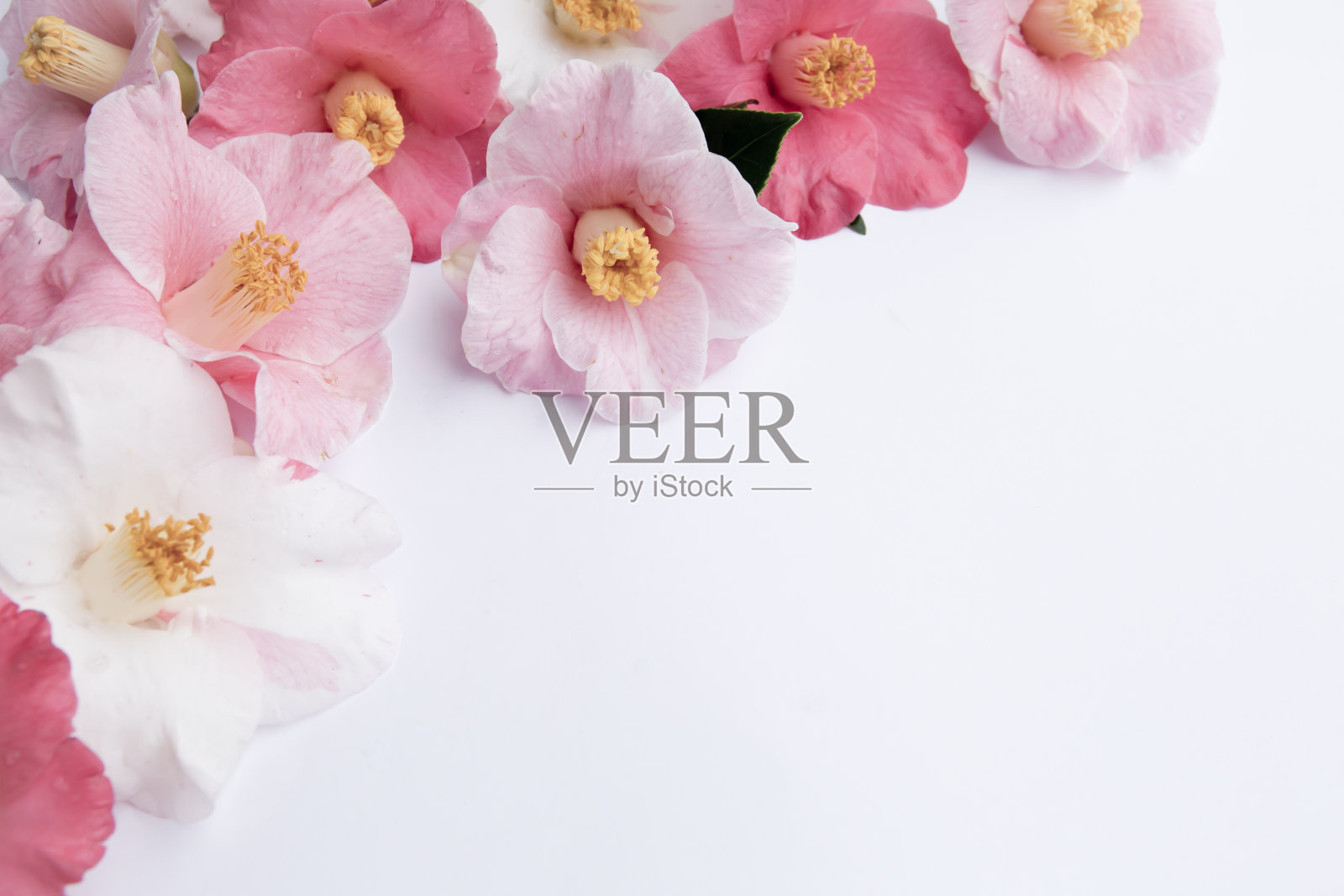 淡粉色和白色的山茶花在白色的背景上-饱和的复古外观照片摄影图片