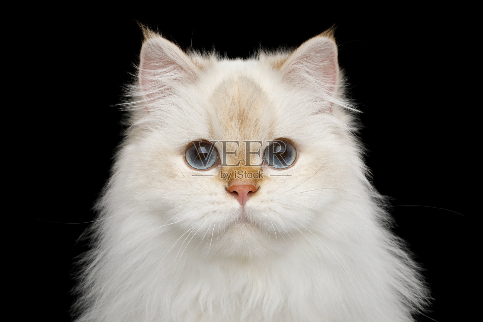 毛茸茸的英国猫白色的颜色孤立的黑色背景照片摄影图片